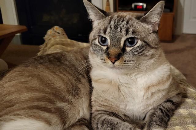 My name is Wilhemina and I am ready for adoption. Learn more about me!