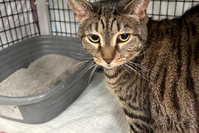 My name is Elphaba and I am ready for adoption. Learn more about me!