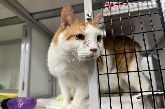 Adopt a Cat - Meet The Cats - SAFE Haven for Cats