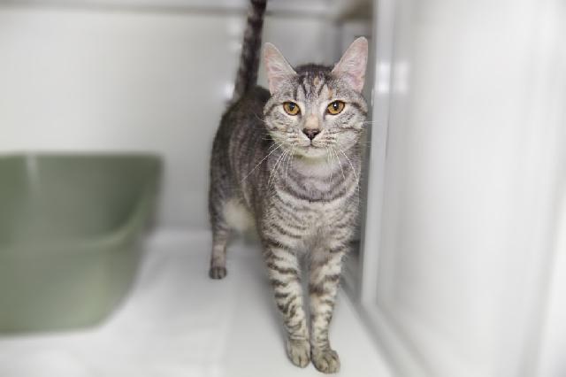 My name is Sprinkles and I am ready for adoption. Learn more about me!
