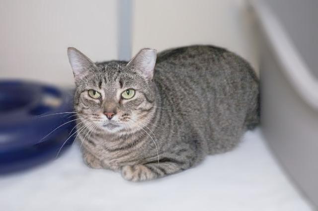 My name is Sonia and I am ready for adoption. Learn more about me!