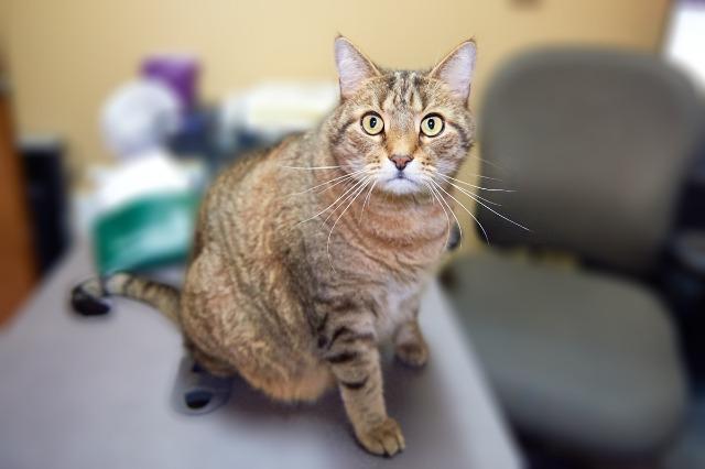 My name is Verne and I am ready for adoption. Learn more about me!