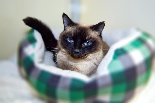 My name at SAFE Haven was Luana and I was adopted!
