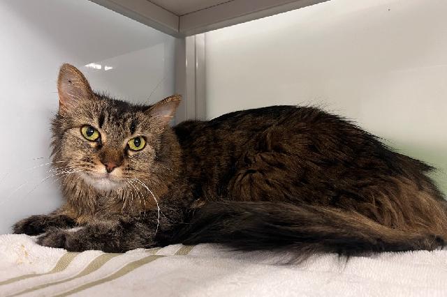 My name at SAFE Haven was Ariel and I was adopted!