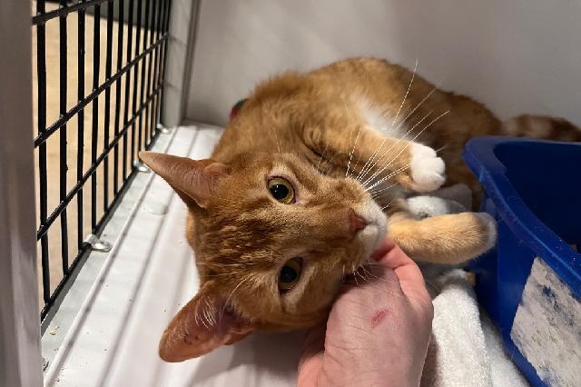 My name at SAFE Haven was Atlas and I was adopted!