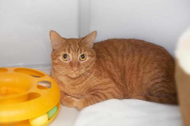 My name is Therion and I am ready for adoption. Learn more about me!