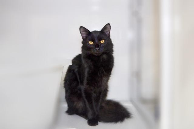 My name at SAFE Haven was Stu and I was adopted!