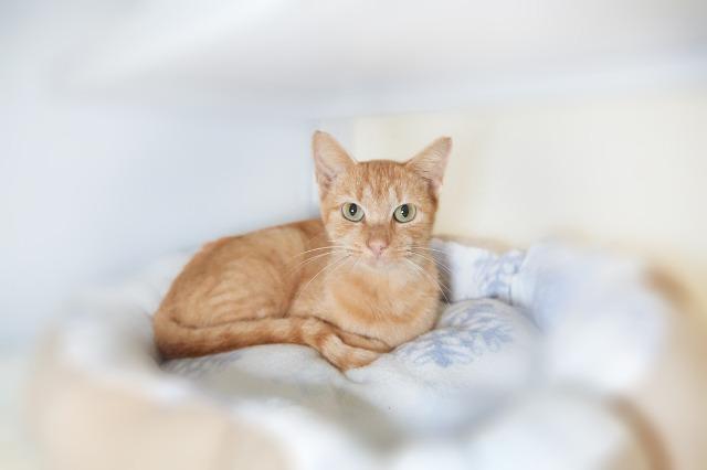 cat adoptions near me today