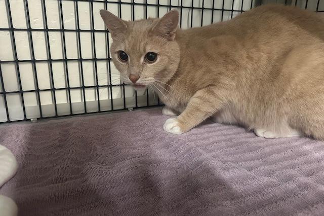 My name is Toffee Nut and I am ready for adoption. Learn more about me!