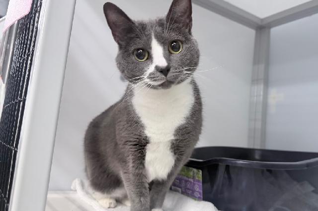 My name at SAFE Haven was Star and I was adopted!
