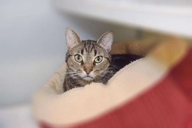 My name is Rola and I am ready for adoption. Learn more about me!