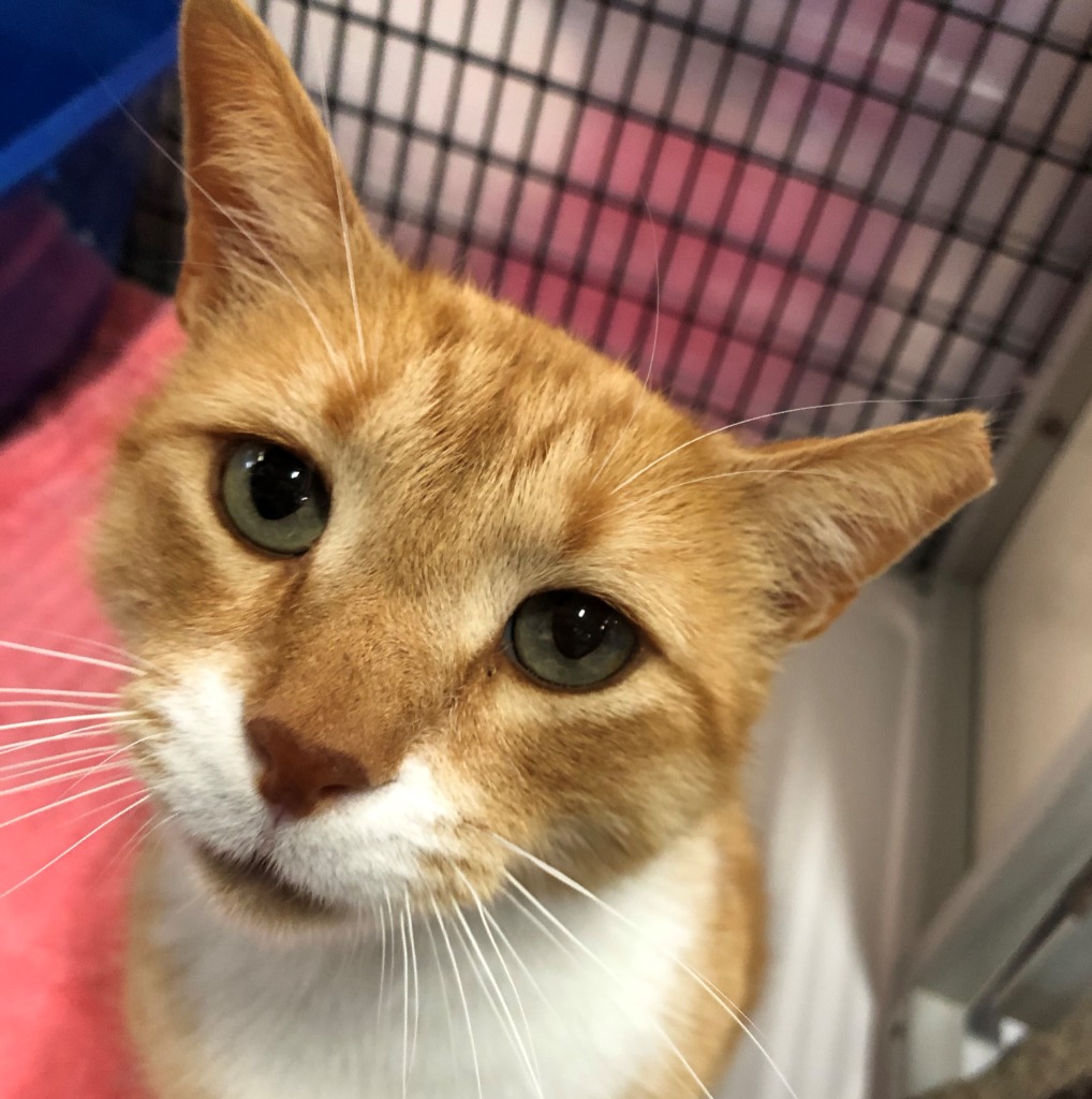 Adopt a Cat Adopt Me! SAFE Haven for Cats