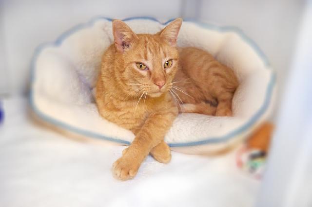 My name is Cadbury and I am ready for adoption. Learn more about me!