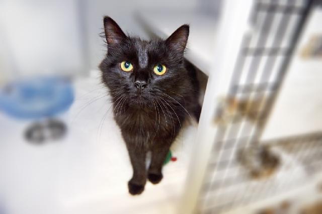 My name is Sadey and I am ready for adoption. Learn more about me!