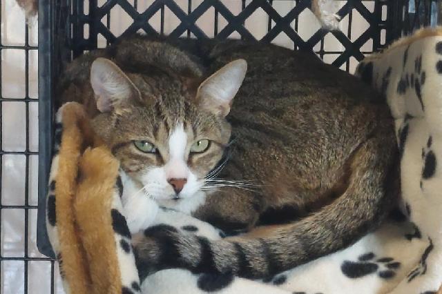 My name at SAFE Haven was Signor and I was adopted!
