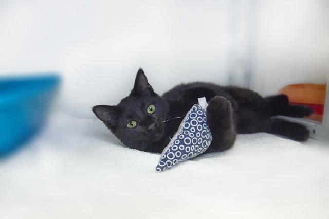 My name at SAFE Haven was Cornell and I was adopted!