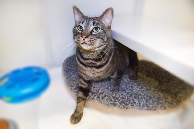 My name at SAFE Haven was Rambler and I was adopted!