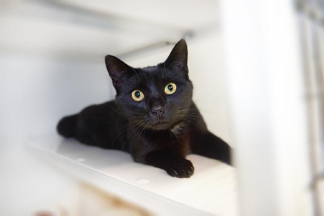 My name is Nimue and I am ready for adoption. Learn more about me!