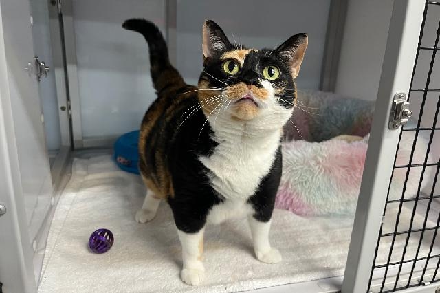 My name is Marbles and I am ready for adoption. Learn more about me!