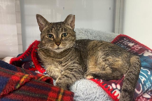 My name is Nisha and I am ready for adoption. Learn more about me!