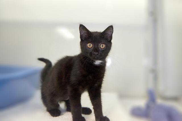 My name at SAFE Haven was Applesauce and I was adopted!