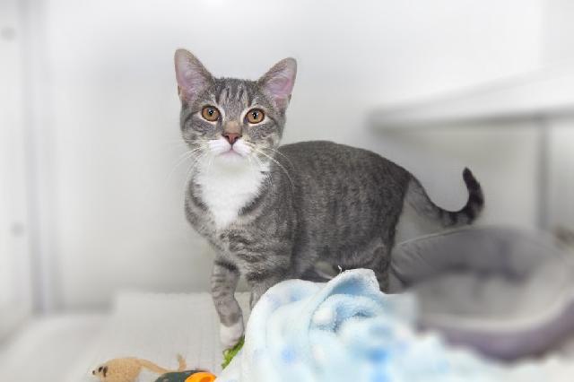 My name is Waves and I am ready for adoption. Learn more about me!