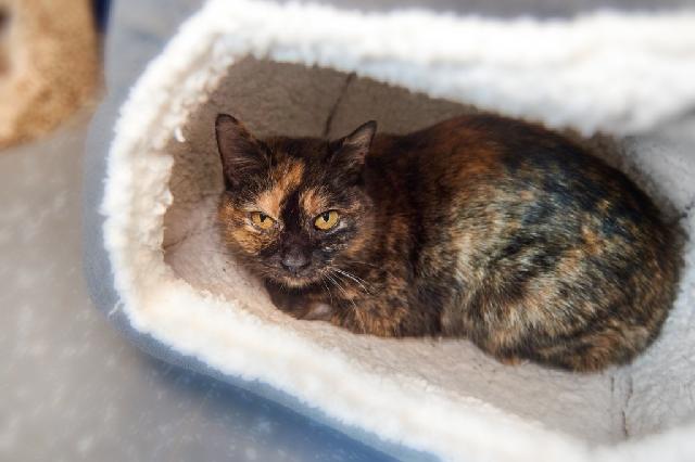 My name is Kandie and I am ready for adoption. Learn more about me!