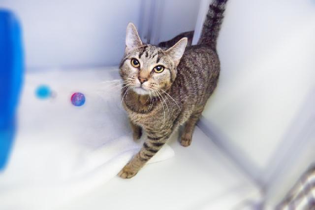 My name is Starling and I am ready for adoption. Learn more about me!