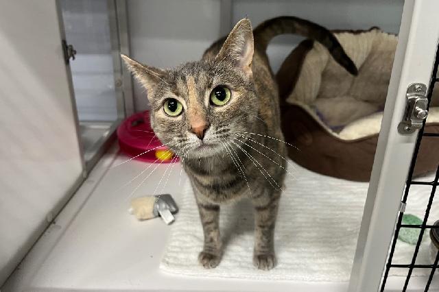 My name is Ginny and I am ready for adoption. Learn more about me!