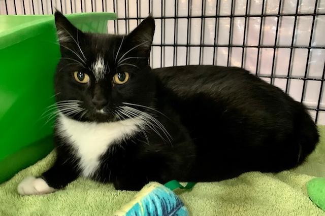 My name is Mit Mit and I am ready for adoption. Learn more about me!
