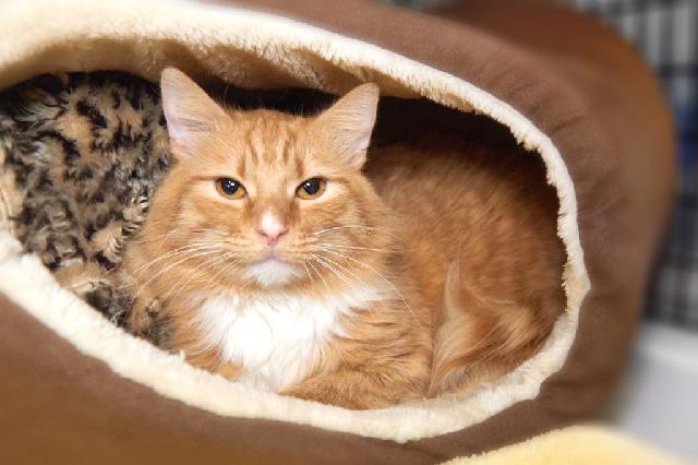 My name is Charming and I am ready for adoption. Learn more about me!