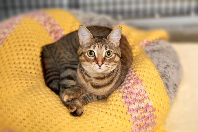 My name is Belle and I am ready for adoption. Learn more about me!