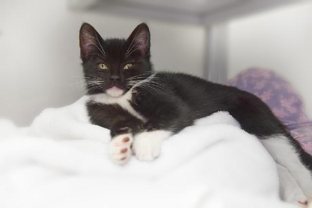 My name is Hibernia and I am ready for adoption. Learn more about me!