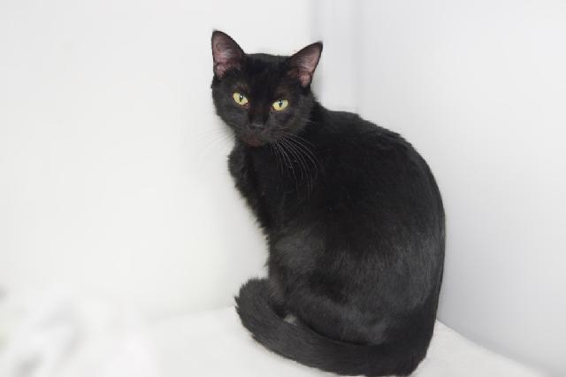 My name is Cardy and I am ready for adoption. Learn more about me!