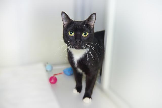 My name is Bobbie Sox and I am ready for adoption. Learn more about me!