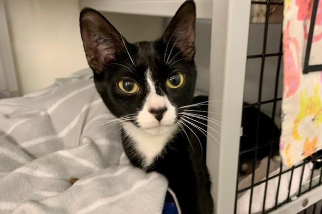 My name is Zeta and I am ready for adoption. Learn more about me!