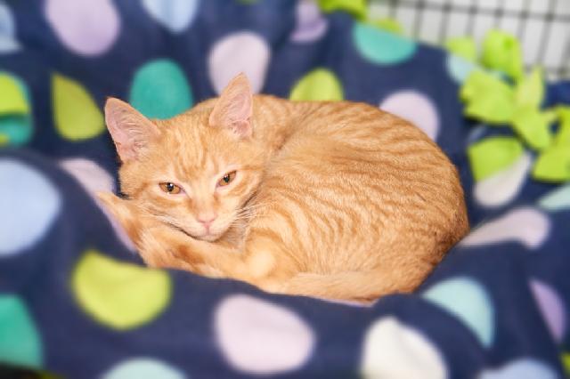My name is Bradley and I am ready for adoption. Learn more about me!