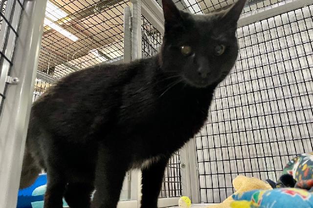 My name at SAFE Haven was Jean-Claude and I was adopted!