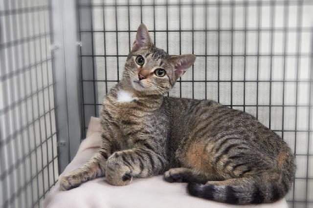 My name is Brampton and I am ready for adoption. Learn more about me!