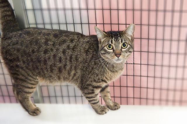 My name is Abbotsford and I am ready for adoption. Learn more about me!
