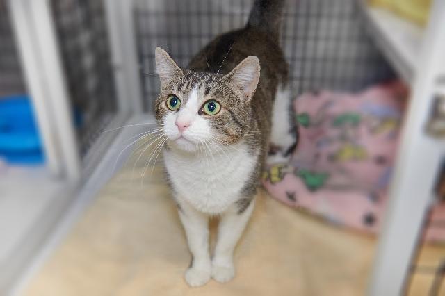 My name is Schnitzel and I am ready for adoption. Learn more about me!