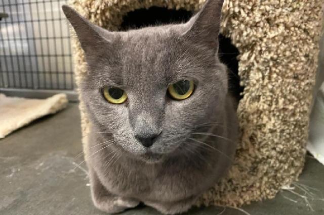 My name is Tapioca and I am ready for adoption. Learn more about me!