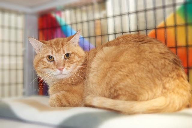 My name is Cheeze and I am ready for adoption. Learn more about me!