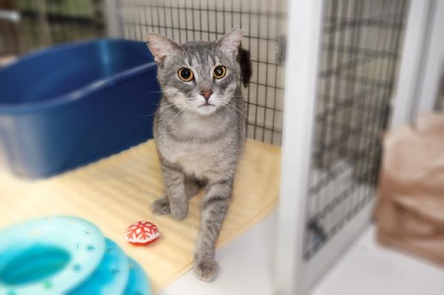 My name is Geode and I am ready for adoption. Learn more about me!