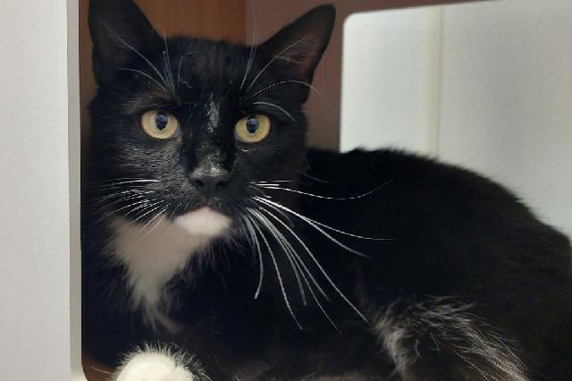 My name is Queen Monarch and I am ready for adoption. Learn more about me!