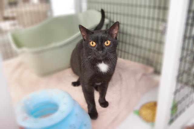 My name is Sake and I am ready for adoption. Learn more about me!
