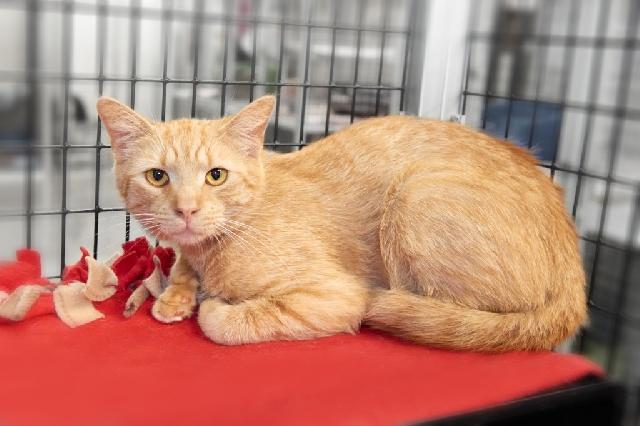 My name is Marven and I am ready for adoption. Learn more about me!