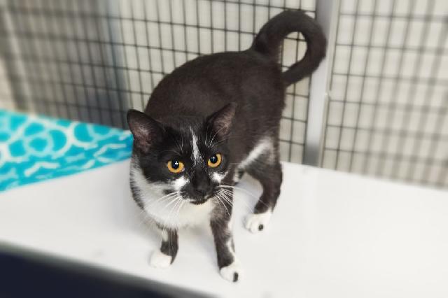 My name is Madelyne and I am ready for adoption. Learn more about me!
