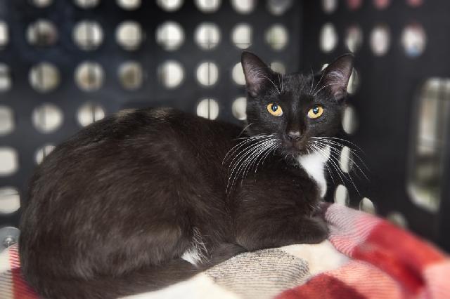 My name is Viento and I am ready for adoption. Learn more about me!