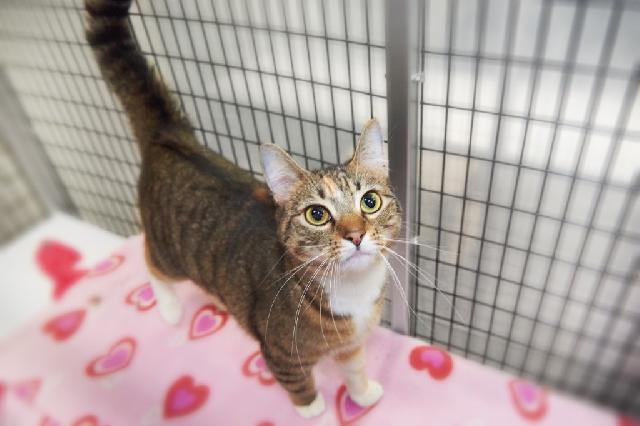 My name is Pinkalicious and I am ready for adoption. Learn more about me!